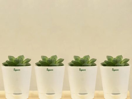 Haworthia Cymbiformis Plant with Krish self watering Ivory Plastic Pots | Set of 4 Online Sale