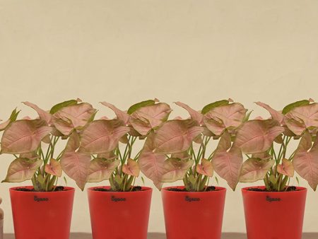 Syngonium Pink Plant with Krish Self Watering Red Plastic Pot | Set of 4 on Sale