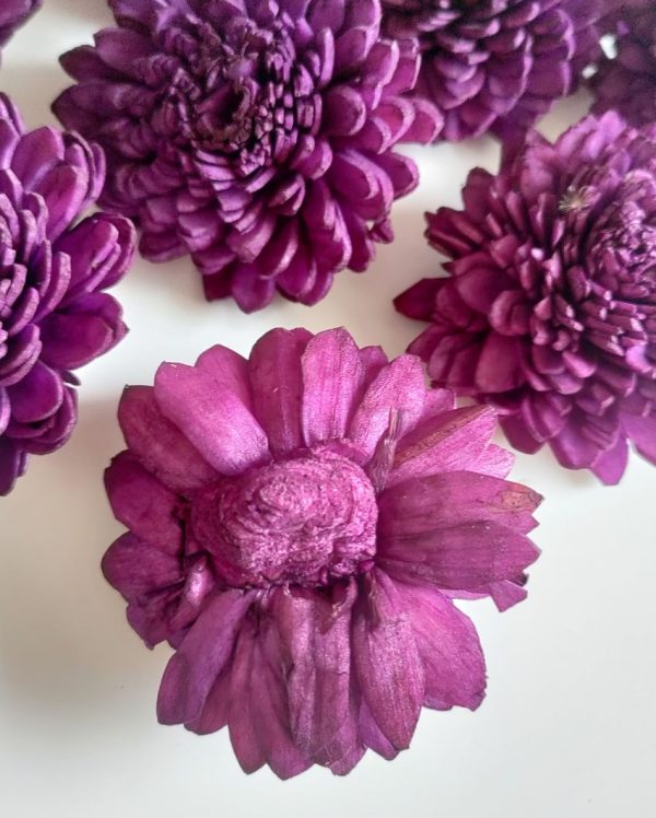 Dark Purple Zinnia Sholapith DIY Flower Bunch | Vase Not Included | 8 Flower Heads Sale