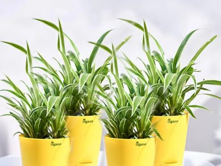 Chlorophytum Spider Small Plant with Krish Self Watering Yellow Plastic Pots | Set of 4 Online