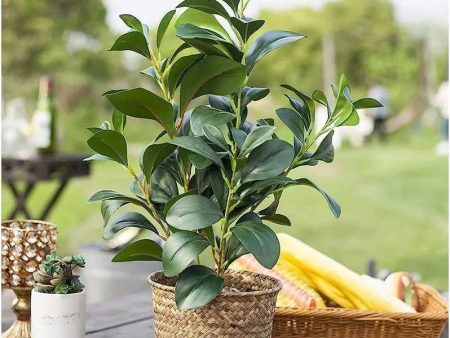 Little Ficus Leaves Decorative Plant Online now