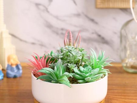 Charm Succulents Artificial Plant with Ceramic Pot & Wooden Coaster | 6 inches Discount