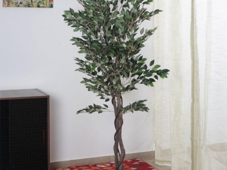 Artificial Ficus Variegated Plant With Black Pot | 5.25 Feet on Sale