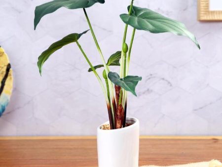 Alocasia Artificial Bonsai Plant with Ceramic Pot | 1.3 feet Cheap