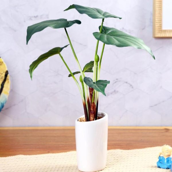 Alocasia Artificial Bonsai Plant with Ceramic Pot | 1.3 feet Cheap