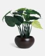 Alocasia Artificial Bonsai Plant with Ceramic Pot | 1.25 feet For Discount