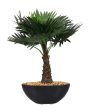 Bismarckia Artificial Bonsai Plant with Ceramic Pot | 1 feet Fashion