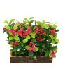 Bougainvillea Artificial Bonsai Plant with Polyurethane Pot | 11 inches Sale