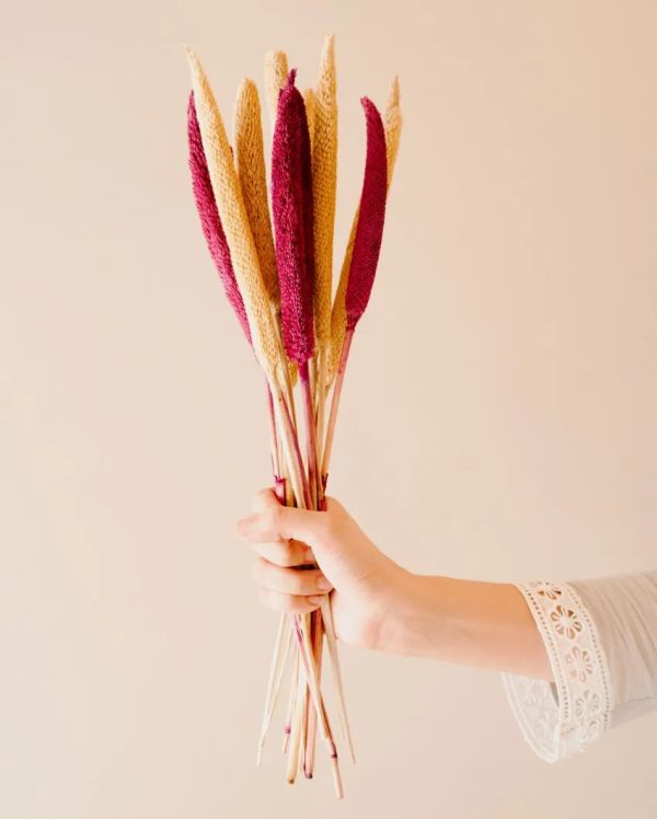 Bazra Mini Dual Shade Dried Flower Sticks | Set Of 10 |1.25 feet| Vase Not Included Online