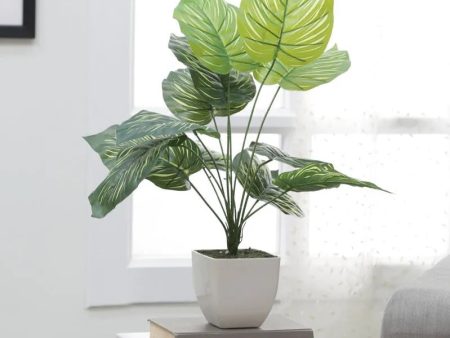 Beautiful Tarbooj Big Leaves Plant for Stairs Decor Without Pot Hot on Sale