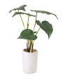 Alocasia Artificial Bonsai Plant with Ceramic Pot | 1.3 feet Cheap