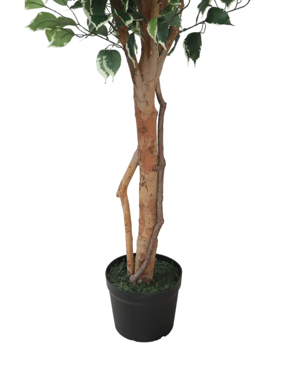 Tall Fiscus Artificial Plant With Black Plastic Pot | 7 Feet Sale