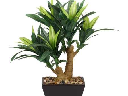 Drycenia Artificial Bonsai Plant with Ceramic Pot | 1.3 feet Sale