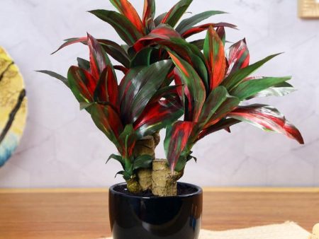 Dracaena Artificial Bonsai Plant With Ceramic Pot | 1 feet Online Sale