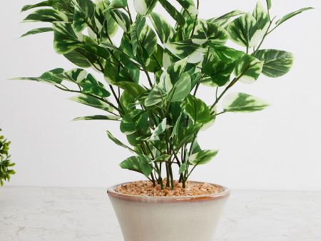 Pothos Artificial Bonsai Plant with Ceramic Pot | 1.4 feet Fashion