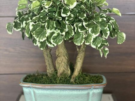 Polyscia Artificial Bonsai Plant with Ceramic Pot | 1 feet Online now