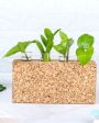 Blooming Brick Cork Test Tube Vase Planter | Plant Not Included | 8 x 2 x 4 inches Sale