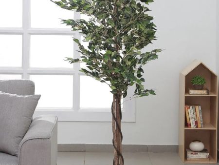 Artificial Ficus White Tree with Natural Wood Trunk With Black Pot | 6 feets on Sale