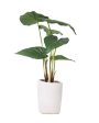 Alocasia Artificial Bonsai Plant with Ceramic Pot | 1.3 feet Cheap