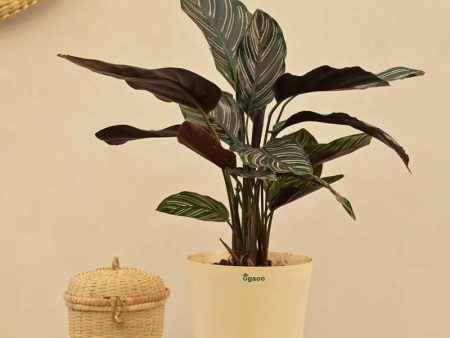 Calathea Sanderiana Natural Live Indoor Plant with Pot | Medium Discount