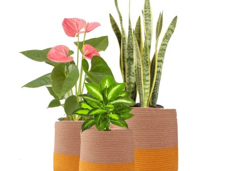 Dual Tone Jute Laundry Baskets | Set of 3 | Plant Not Included Online now