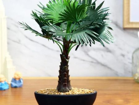 Bismarckia Artificial Bonsai Plant with Ceramic Pot | 1 feet Fashion