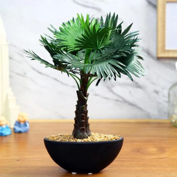 Bismarckia Artificial Bonsai Plant with Ceramic Pot | 1 feet Fashion