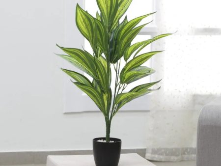 Artificial Iceton Dracaena Plant Without Pot | 2.3 feet Discount