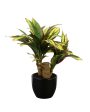 Calathia Artificial Bonsai Plant with Ceramic Pot | 1 feet Supply