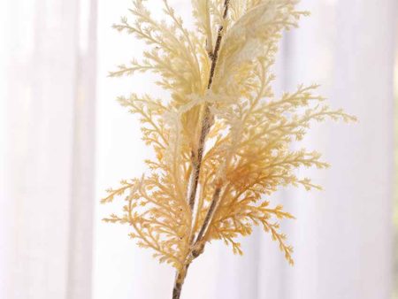 Asparagus Pampas  | Vase Not Included For Sale