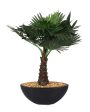 Bismarckia Artificial Bonsai Plant with Ceramic Pot | 1 feet Fashion