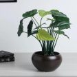 Alocasia Artificial Bonsai Plant with Ceramic Pot | 1.25 feet For Discount