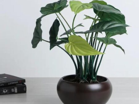 Alocasia Artificial Bonsai Plant with Ceramic Pot | 1.25 feet For Discount