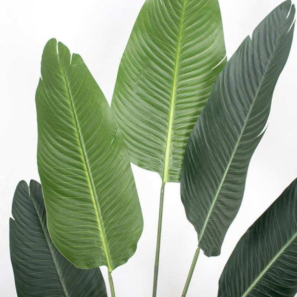 Big Size Banana Green Leaves With Black Pot Hot on Sale