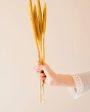 Bazra Mini Yellow Dried Flower Sticks | Set of 5 | 1.25 feet| Vase Not Included on Sale