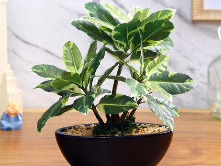 Quercus Artificial Bonsai Plant with Ceramic Pot | 11 inches Online Sale