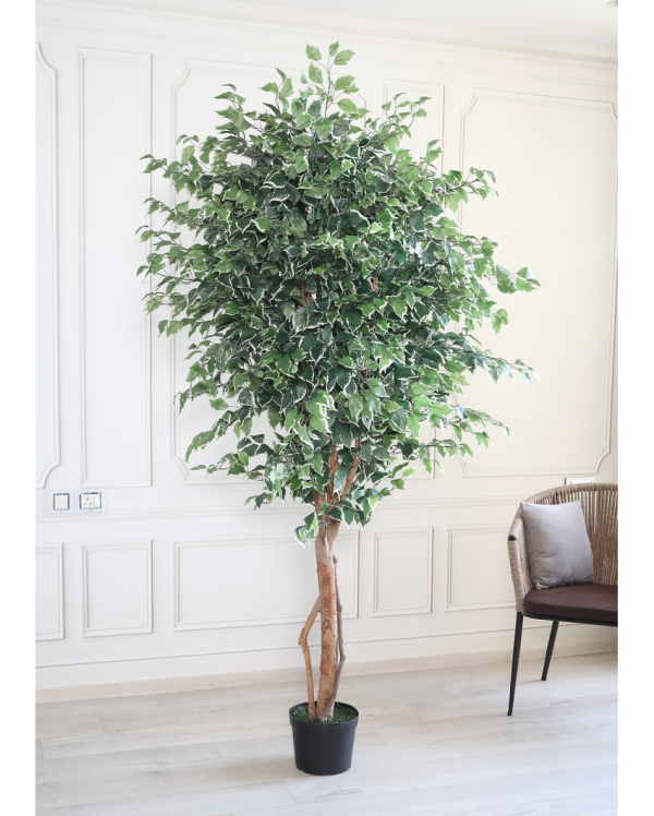 Tall Fiscus Artificial Plant With Black Plastic Pot | 7 Feet Sale