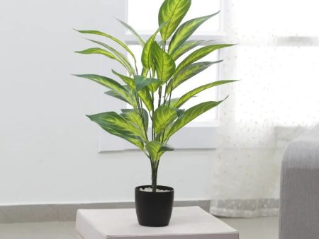 Artificial Camille Iceton Plant Without Pot | 2 feet Discount