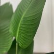 Big Size Banana Green Leaves With Black Pot Hot on Sale