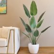 Big Size Banana Green Leaves With Black Pot Hot on Sale