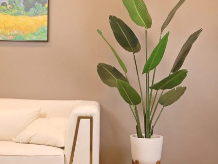 Big Size Banana Green Leaves With Black Pot Hot on Sale