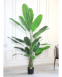 Real Touch Strlitzla Artificial Plant With Black Plastic Pot | 7 Feet Supply