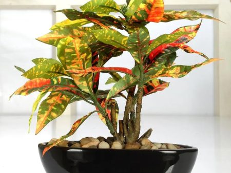 Red Codiacum Artificial Bonsai Plant with Ceramic Pot | 11 inches Supply