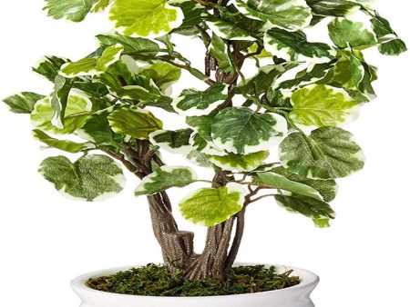 Polyscia Artificial Bonsai Plant with Ceramic Pot | 1 feet For Discount