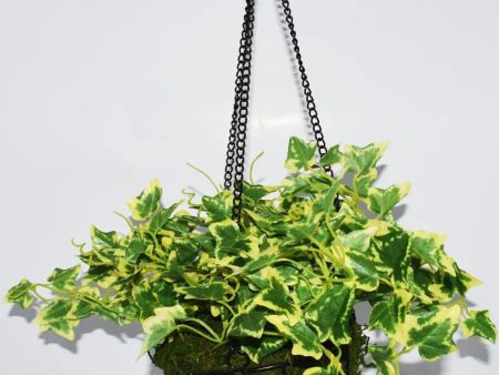 Huerto Hanging Plant with Pot & Metal Basket | 7 inches Cheap