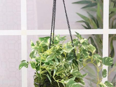 Pothos Hanging Plant Flower with Pot & Metal Basket | 7 inches Cheap