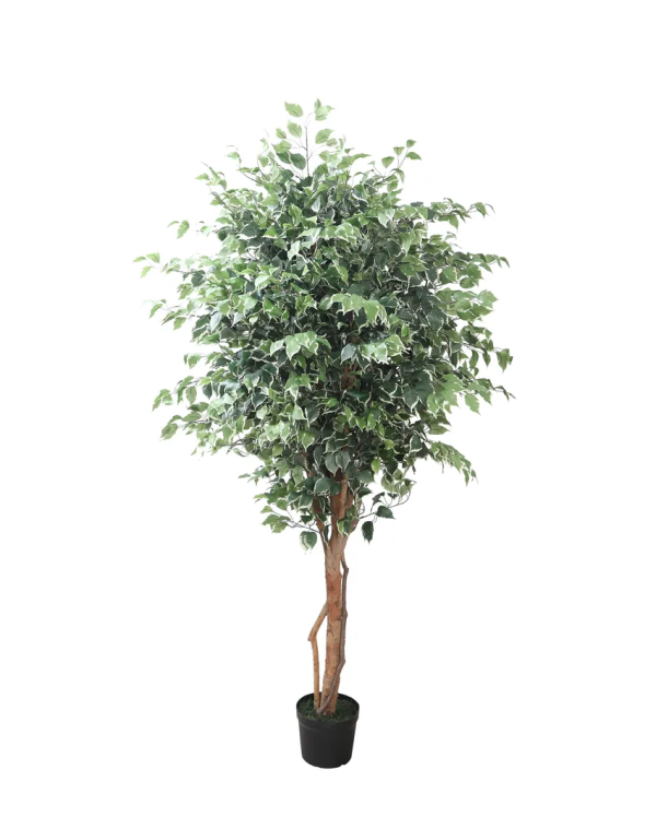 Tall Fiscus Artificial Plant With Black Plastic Pot | 7 Feet Sale