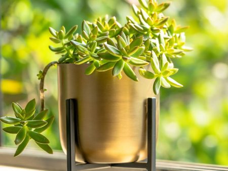 Black Stand Planter | Gold| Plant Not Included Online Hot Sale