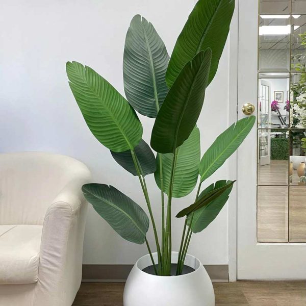 Big Size Banana Green Leaves With Black Pot Hot on Sale