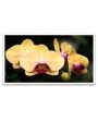 Blooming Yellow Orchid Canvas Wall Painting Online